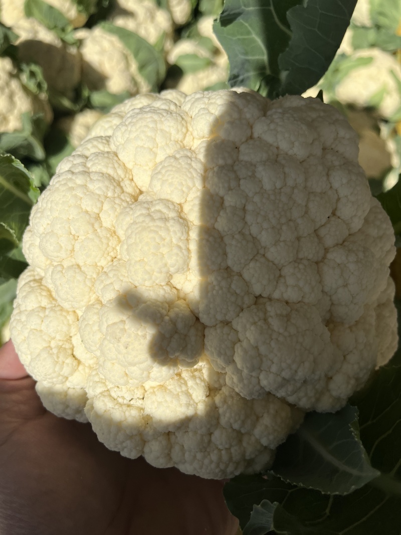 花菜菜花山东花菜白面青梗产地先砍现发欢迎咨询