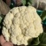 花菜菜花山东花菜白面青梗产地先砍现发欢迎咨询