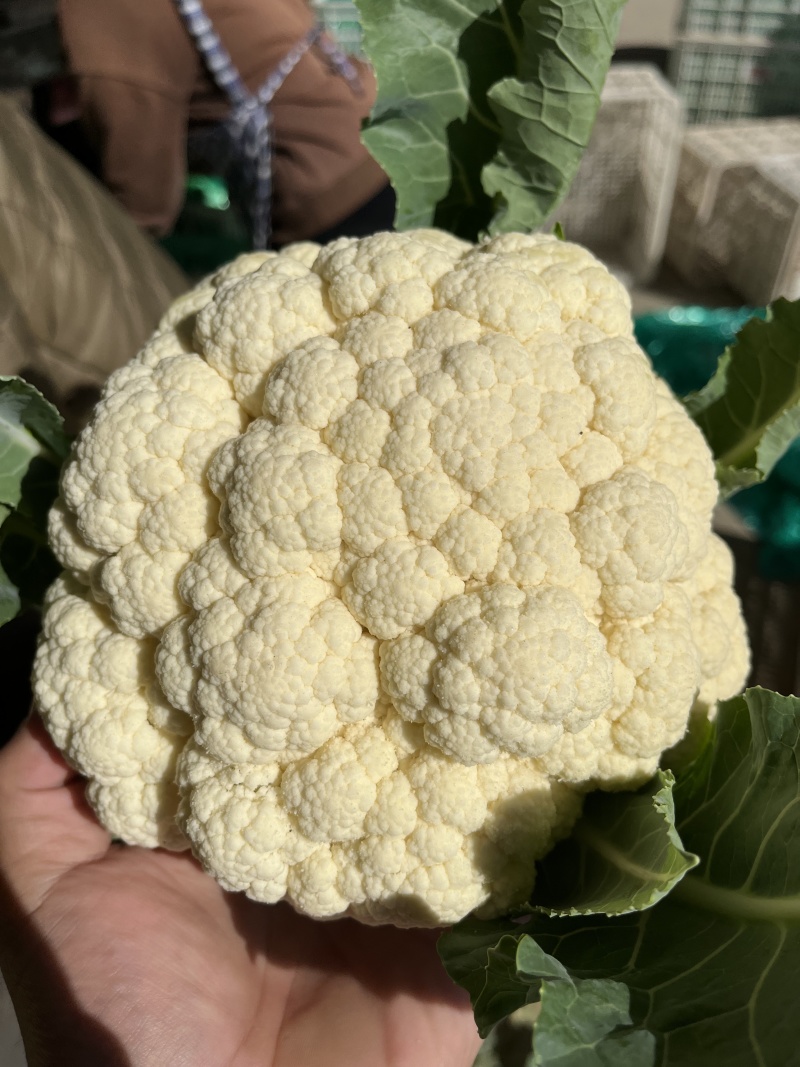 花菜菜花山东花菜白面青梗产地先砍现发欢迎咨询