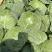 甘蓝山东包菜刚白菜大量供应对接全国市场电商