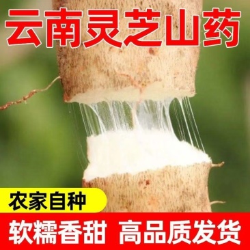 山药云南文山砚山县红土山药，佛手山药，基地直接发货