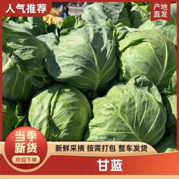 甘蓝山东包菜刚白菜大量供应对接全国市场电商