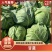 甘蓝山东包菜刚白菜大量供应对接全国市场电商