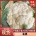花菜菜花山东花菜白面青梗产地先砍现发欢迎咨询