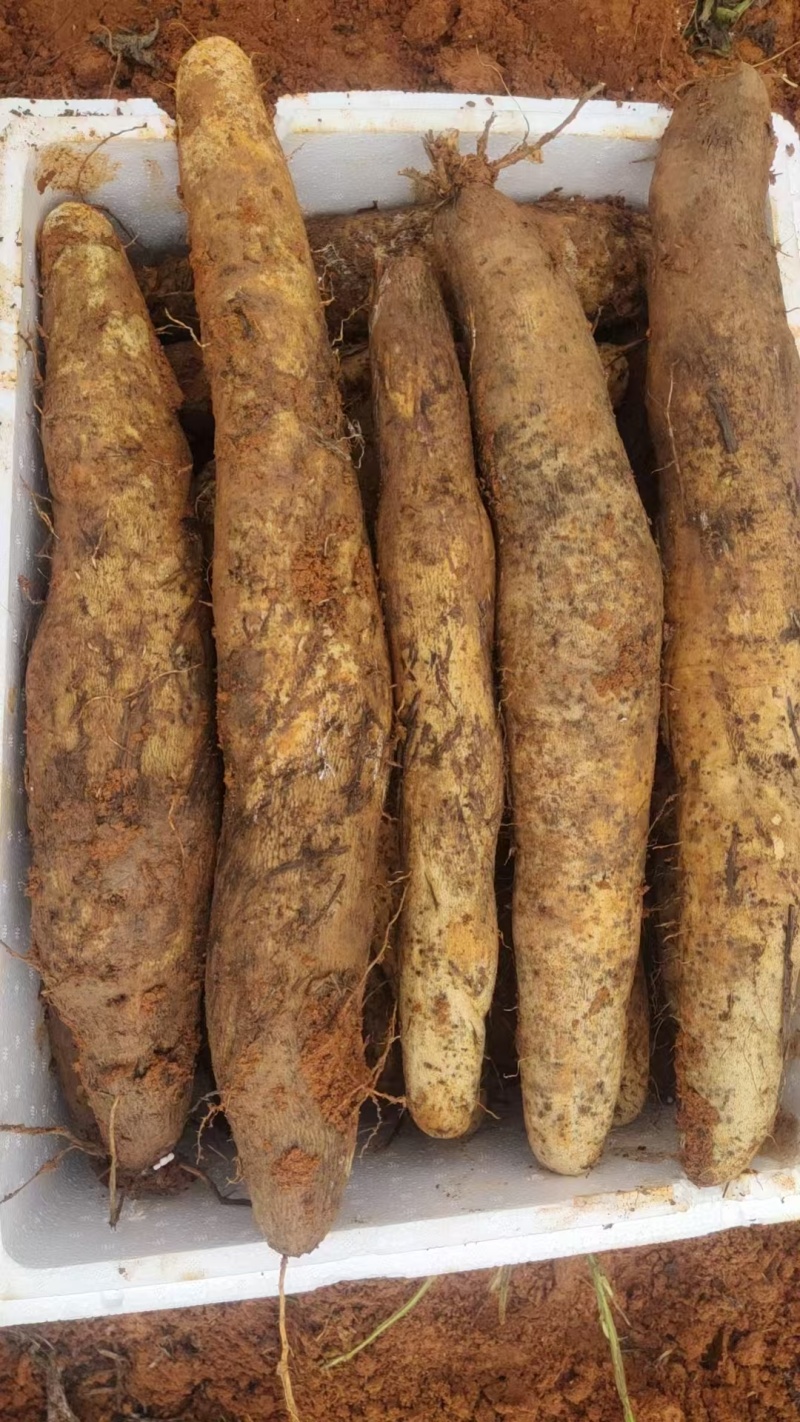 云南佛手山药，灵芝山药，当天挖，当天发货