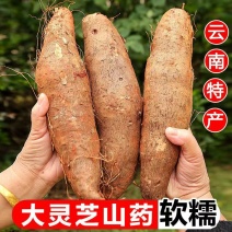 云南佛手山药，灵芝山药，当天挖，当天发货