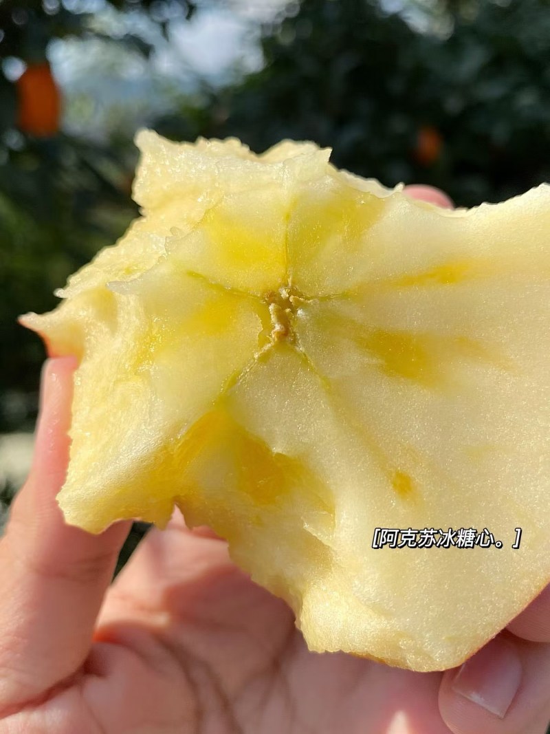 【阿克苏苹果】新疆苹果冰糖心苹果大小规格齐全一件代发接电商