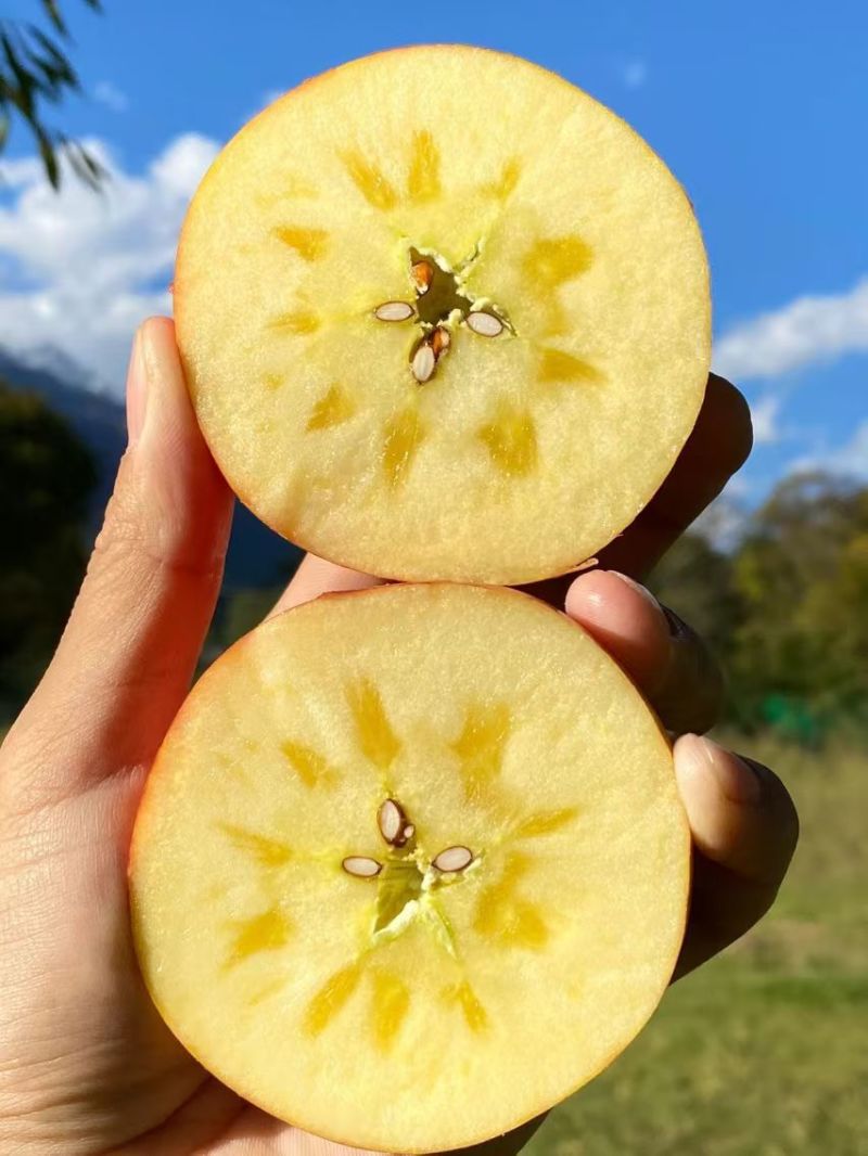 【阿克苏苹果】新疆苹果冰糖心苹果大小规格齐全一件代发接电商