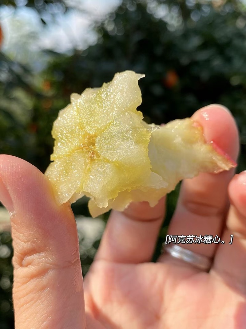【阿克苏苹果】新疆苹果冰糖心苹果大小规格齐全一件代发接电商