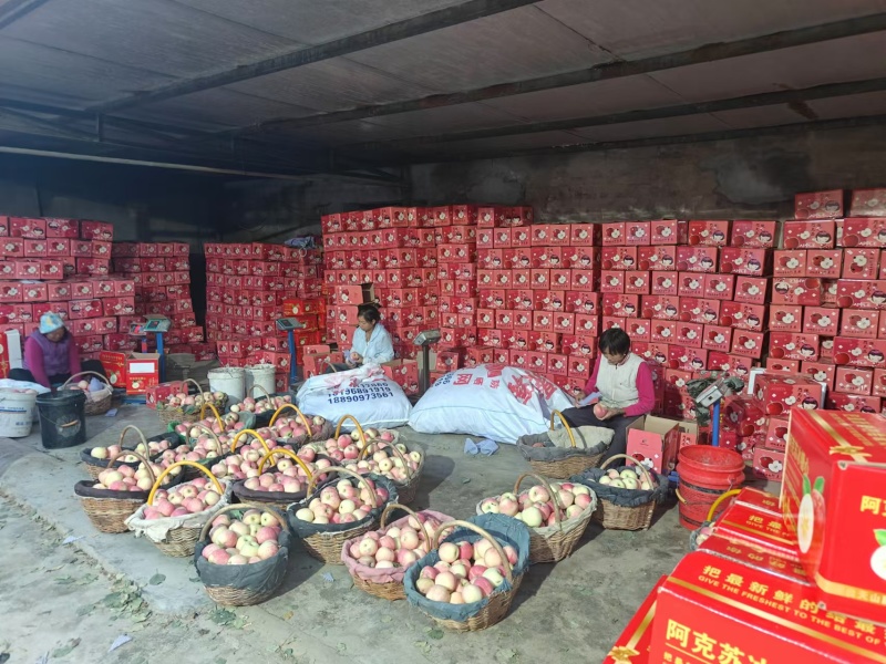 【阿克苏苹果】新疆苹果冰糖心苹果大小规格齐全一件代发接电商