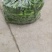 【推荐】精品鲜辣椒芜湖椒产地直发价优品质保障欢迎