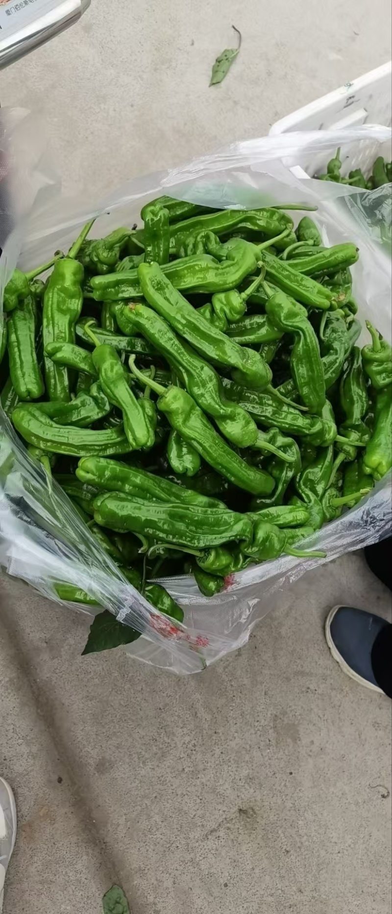 【推荐】精品鲜辣椒芜湖椒产地直发价优品质保障欢迎