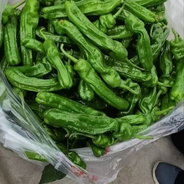 【热卖】江苏芜湖椒鲜辣椒一手货源品质保障可视频看货