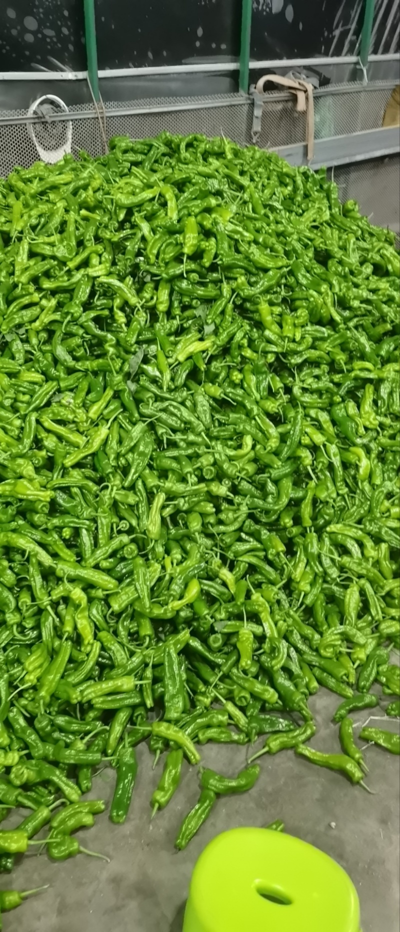 【热卖】江苏芜湖椒鲜辣椒一手货源品质保障可视频看货
