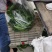 【热卖】江苏芜湖椒鲜辣椒一手货源品质保障可视频看货