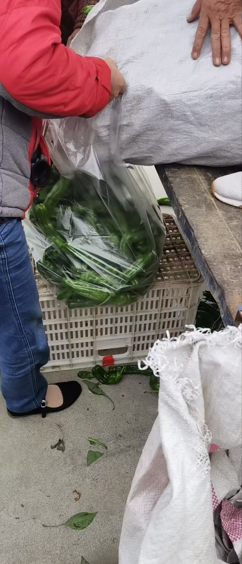 【热卖】江苏芜湖椒鲜辣椒一手货源品质保障可视频看货