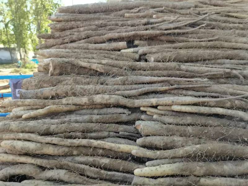精选小白嘴山药产地直发货源充足供货稳定可视频看货