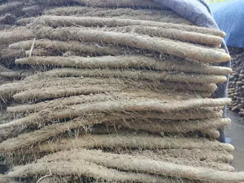 精选小白嘴山药产地直发货源充足供货稳定可视频看货