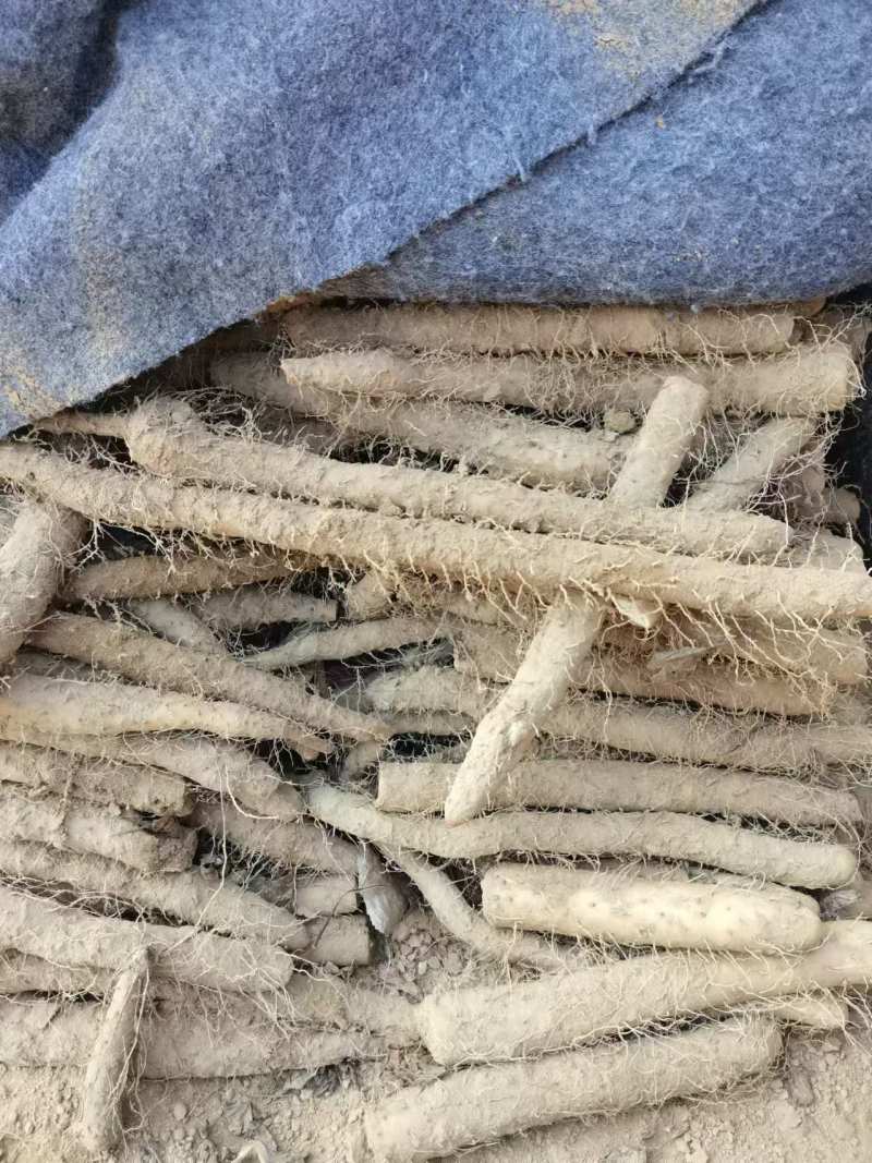 精选小白嘴山药产地直发货源充足供货稳定可视频看货