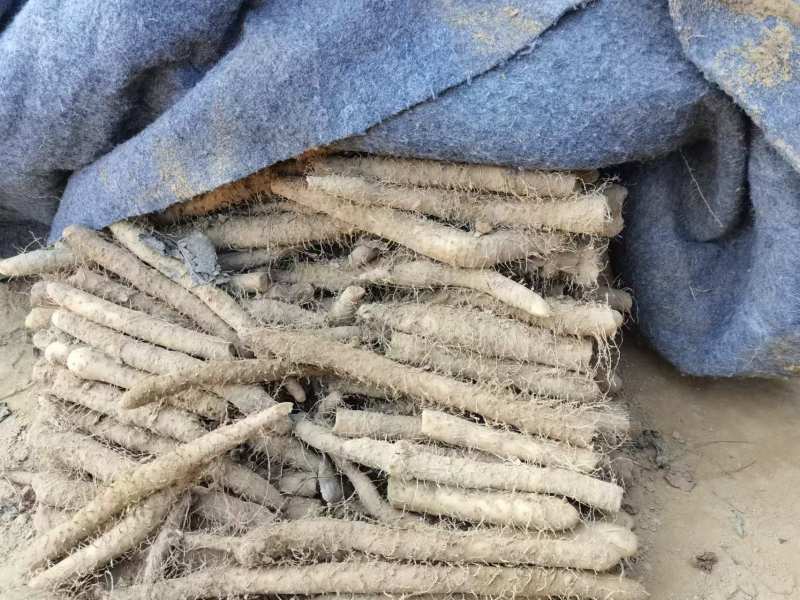 精选小白嘴山药产地直发货源充足供货稳定可视频看货
