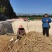 精品麻山药产地直发货源充足供货稳定可视频看货