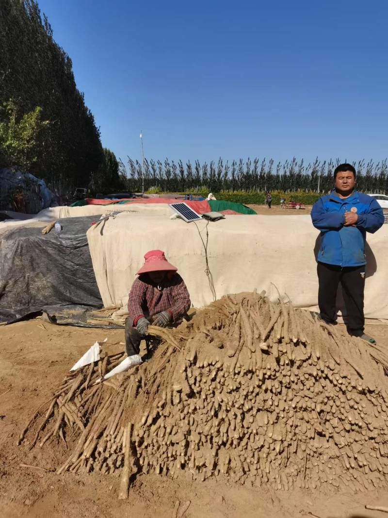 精品麻山药产地直发货源充足供货稳定可视频看货