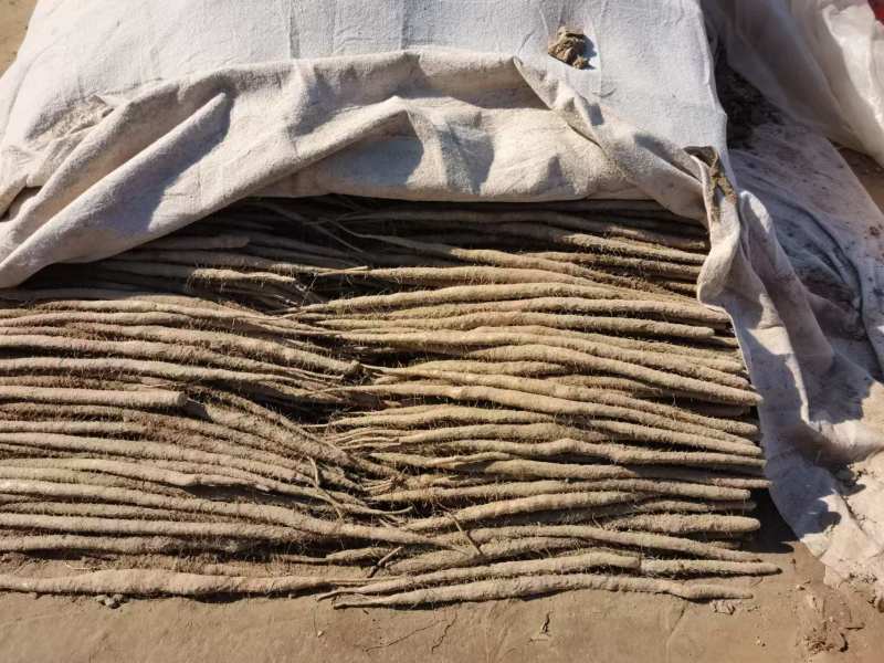 精品麻山药产地直发货源充足供货稳定可视频看货