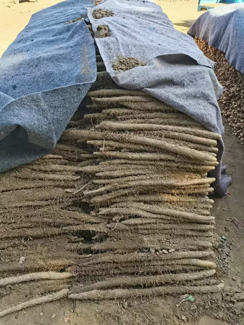 精品麻山药产地直发货源充足供货稳定可视频看货