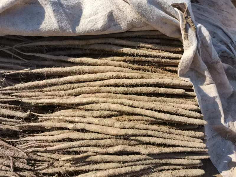 精品麻山药产地直发货源充足供货稳定可视频看货