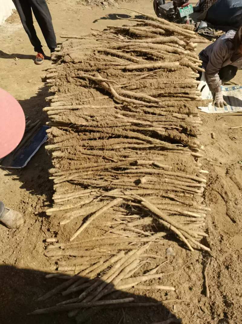 精品麻山药产地直发货源充足供货稳定可视频看货