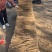优质双棒山药产地一手全国供应价格美丽诚信经营欢迎选购