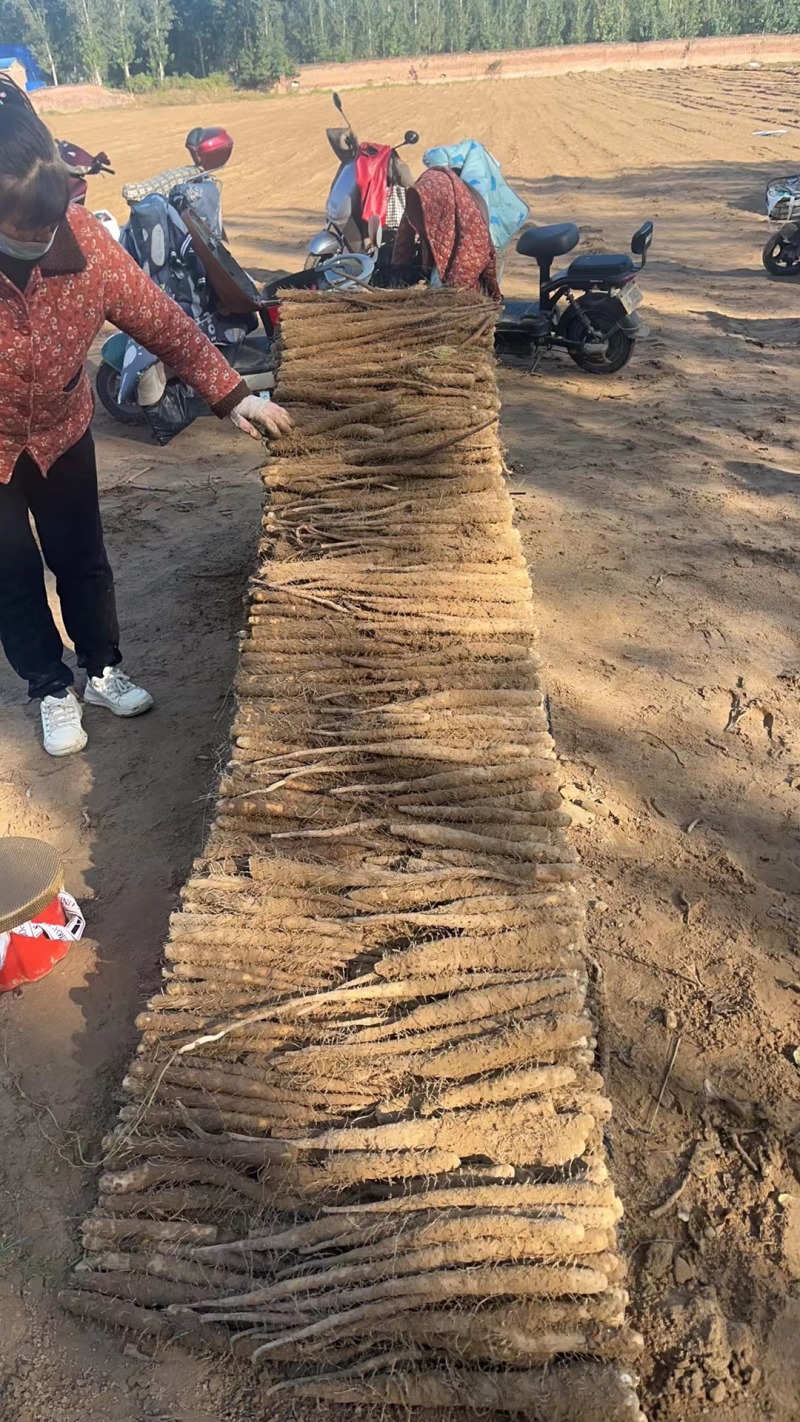 优质双棒山药产地一手全国供应价格美丽诚信经营欢迎选购