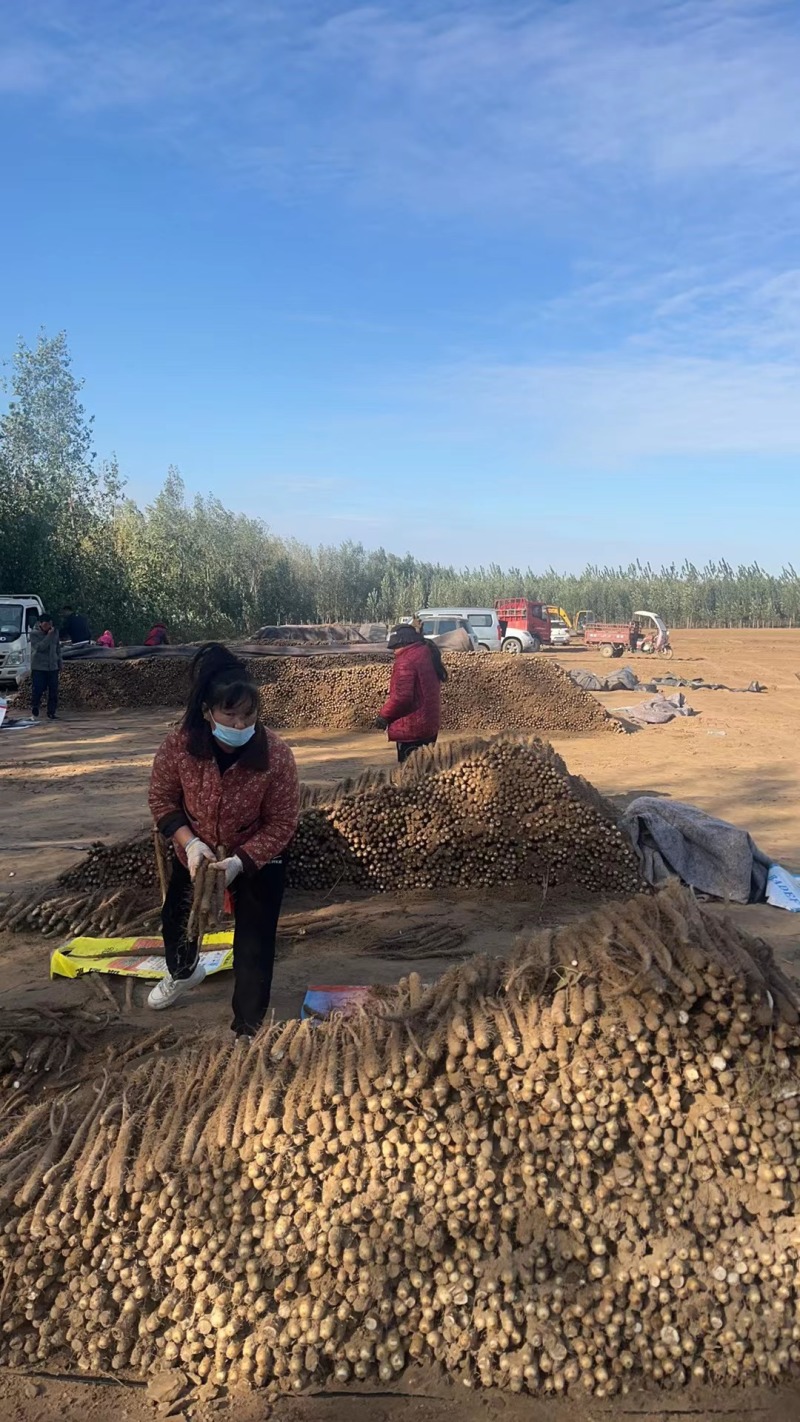 优质双棒山药产地一手全国供应价格美丽诚信经营欢迎选购