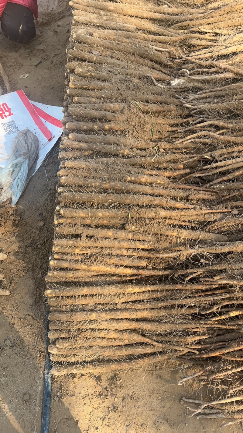 优质双棒山药产地一手全国供应价格美丽诚信经营欢迎选购