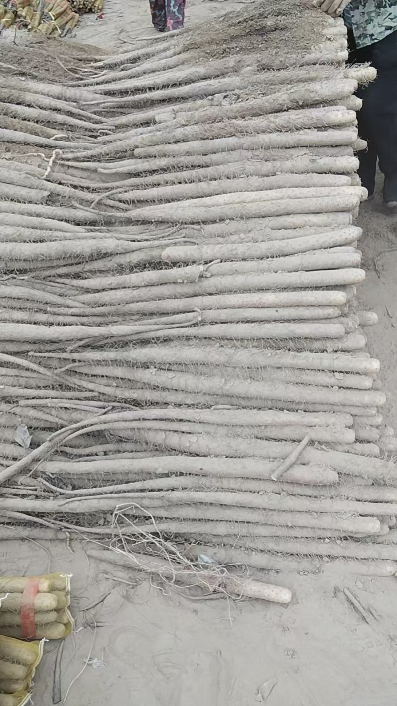 精选小白嘴山药产地直发货源充足供货稳定可视频看货