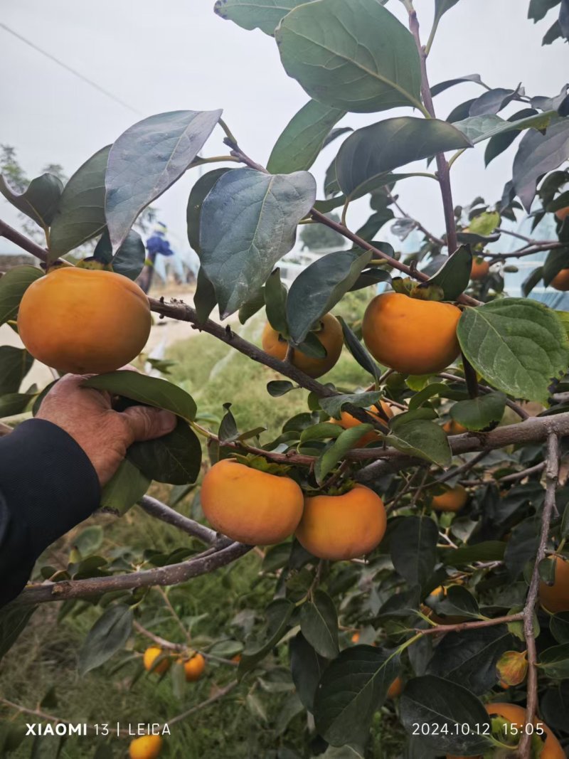 陕西大荔阳丰脆柿一手货源产地直发口感清甜爽口欢迎选购
