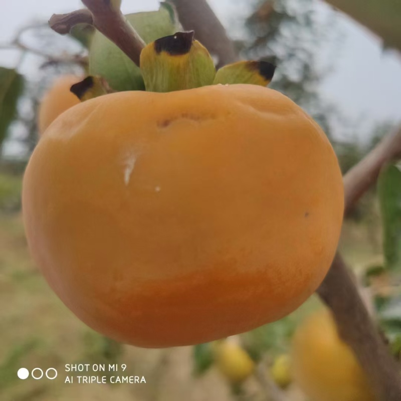 陕西大荔阳丰脆柿一手货源产地直发口感清甜爽口欢迎选购