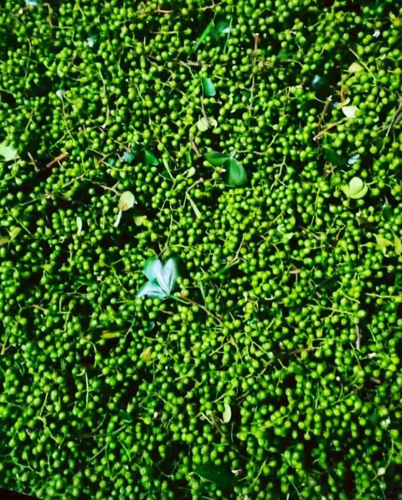 精品青花椒大量上市人工采摘产地直发保质保量量大从优