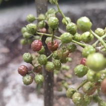 精品青花椒大量上市人工采摘产地直发保质保量量大从优