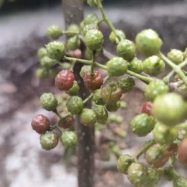 精品青花椒大量上市人工采摘产地直发保质保量量大从优