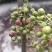 精品青花椒大量上市人工采摘产地直发保质保量量大从优