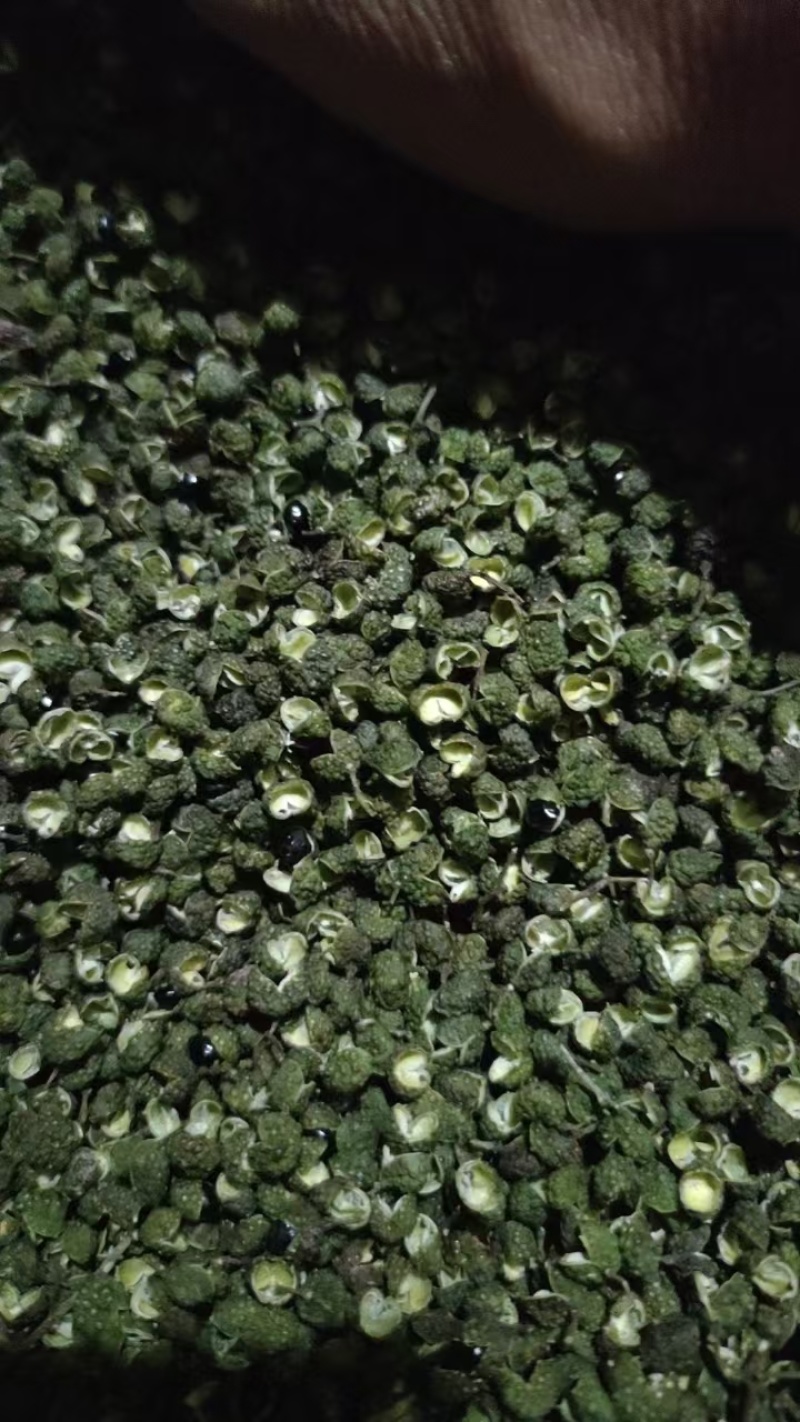 精品青花椒大量上市人工采摘产地直发保质保量量大从优