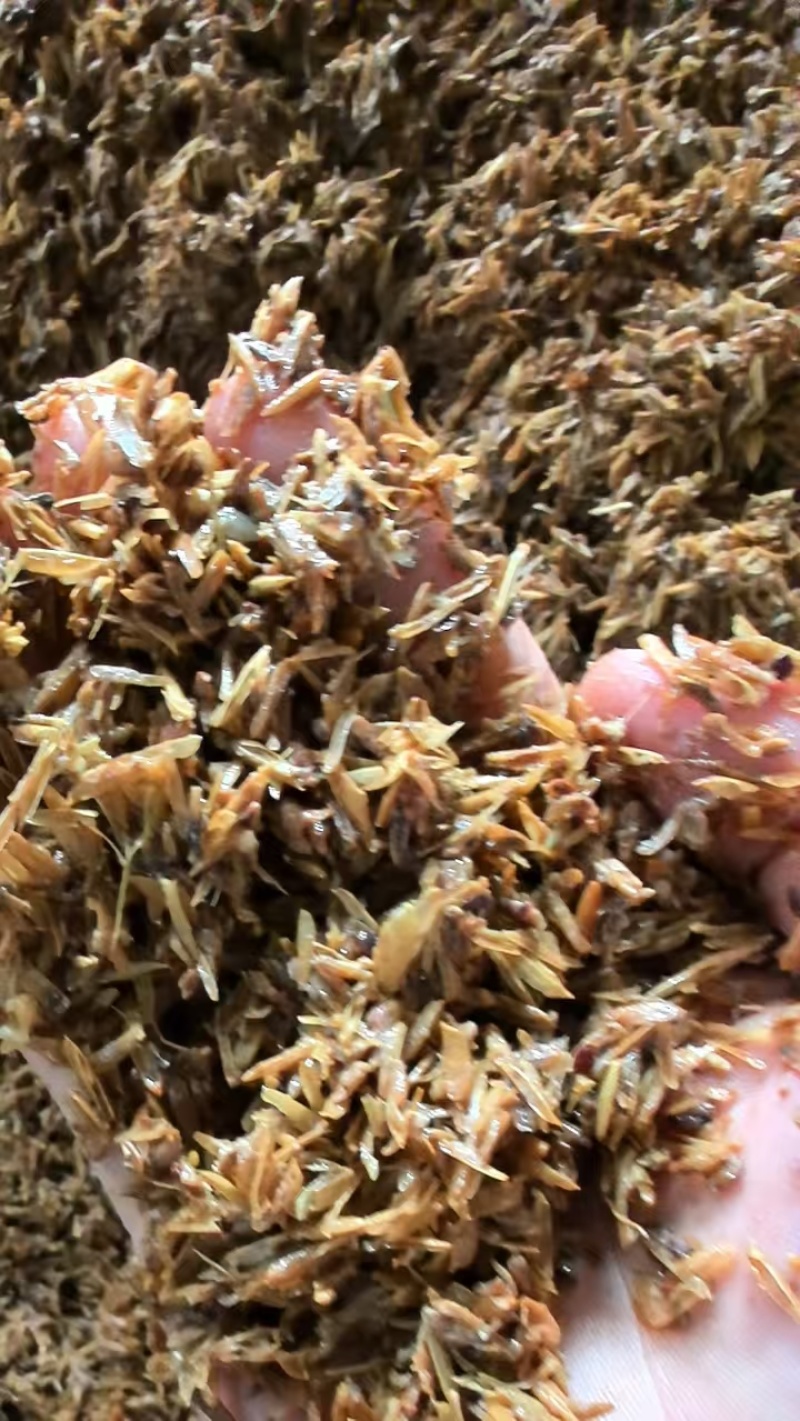 小厂曲酒糟70饲料原料酒糟现货可视频看货