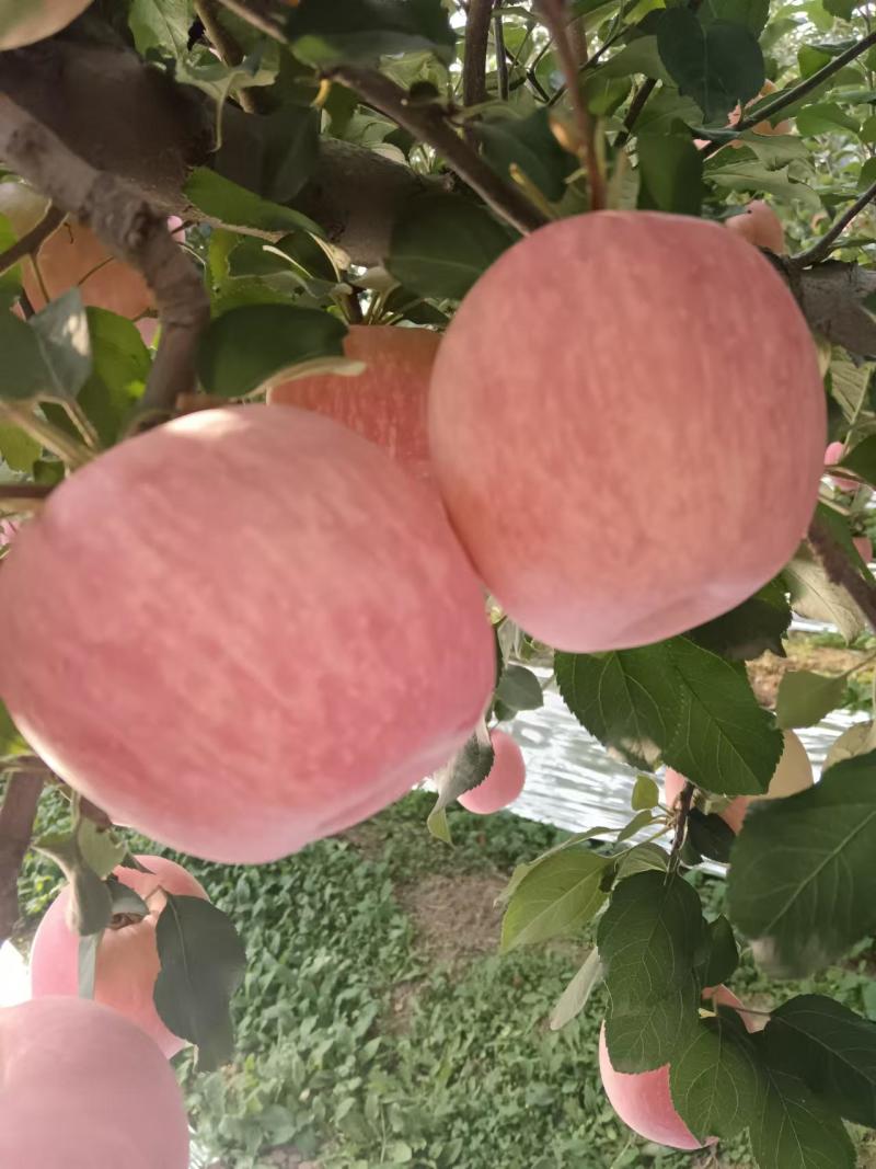 苹果红富士苹果