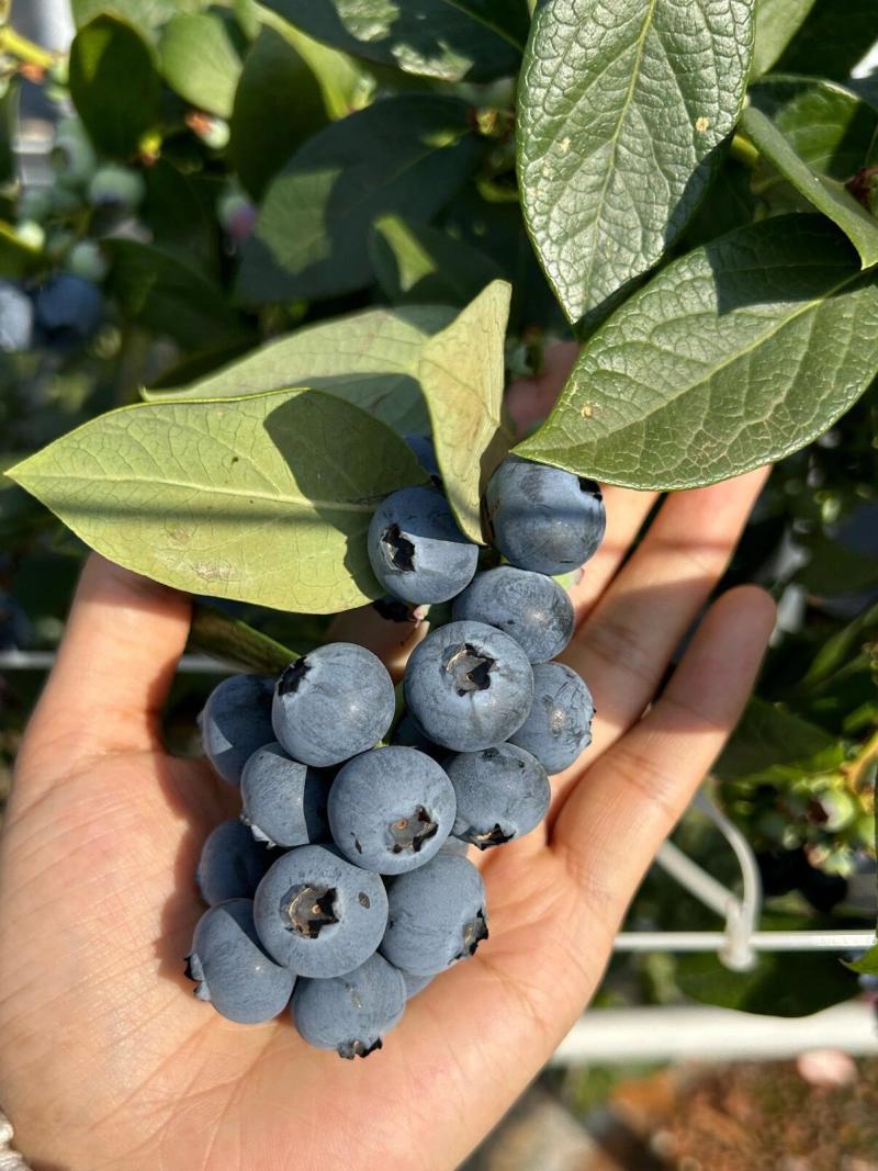 云南澄江L25花香蓝莓一件代发|整车批发