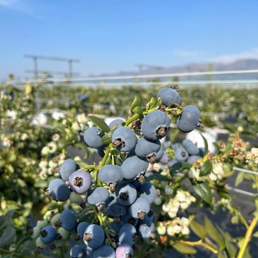 云南澄江L25花香蓝莓一件代发|整车批发