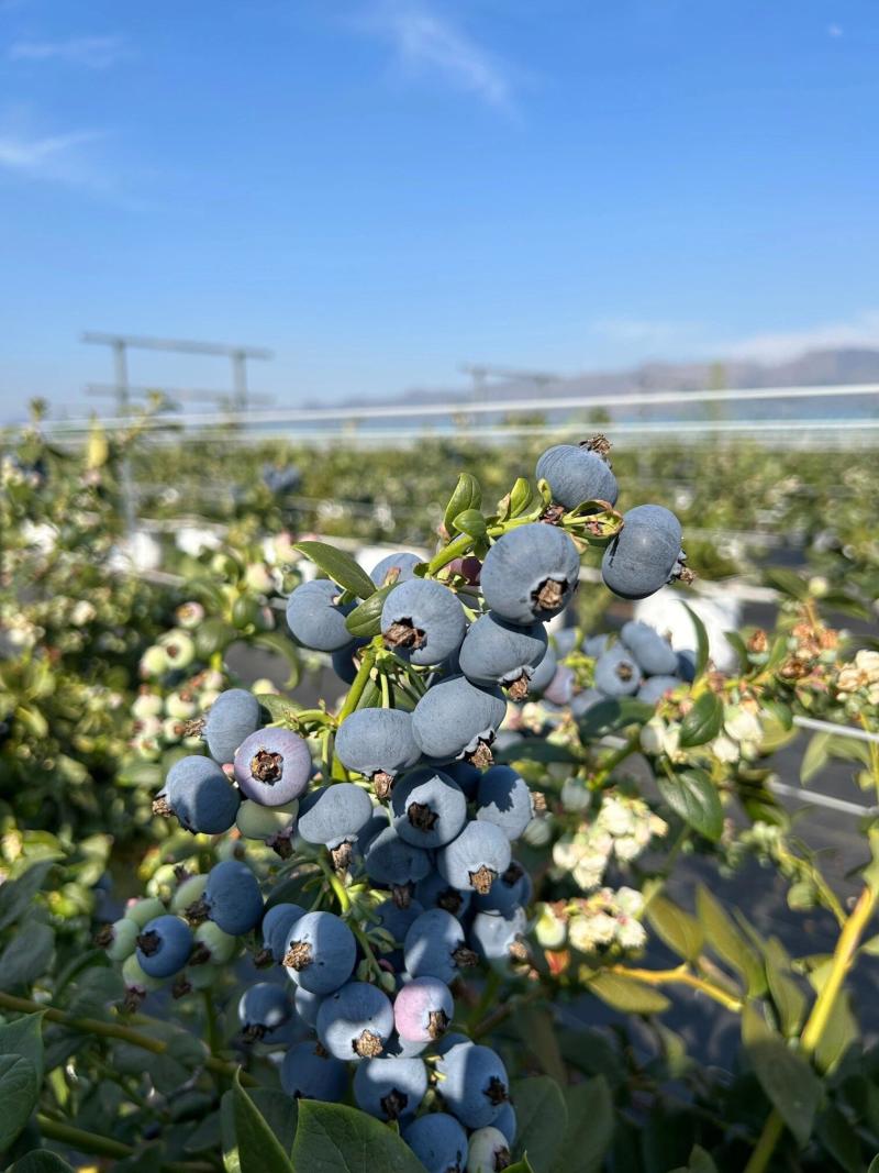 云南澄江L25花香蓝莓一件代发|整车批发