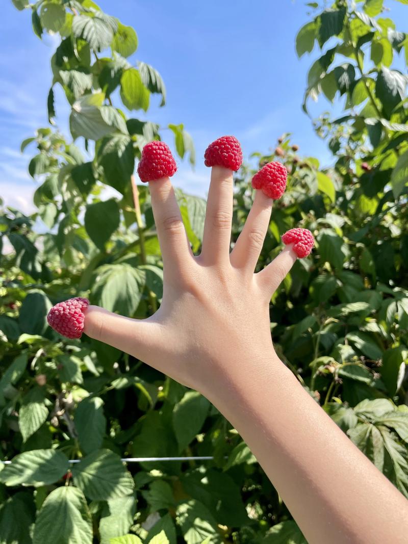怡颗莓树莓黑莓新鲜云南红树莓鲜果树梅