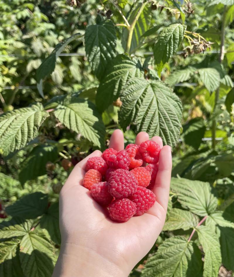 怡颗莓树莓黑莓新鲜云南红树莓鲜果树梅