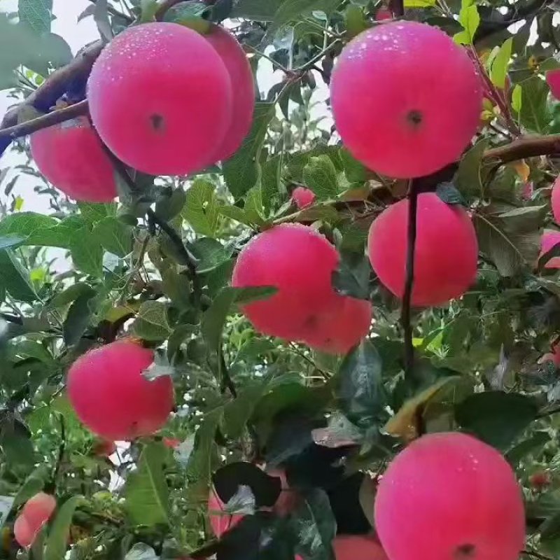 嘎啦